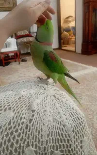 شاه طوطی گمشده