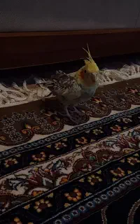 عروس هلندی ماده