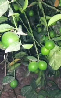فروش لیمو مصری درشت و آبدار