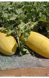 خربزه مشهدی