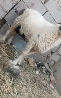 میش