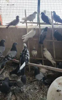 کبوتر پر