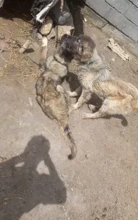 توله سگ سرابی اصل ماده