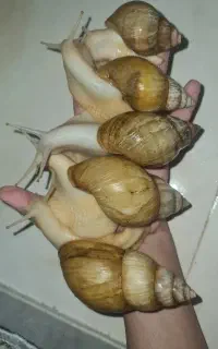 حلزون آپارتمانی