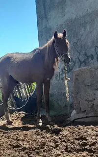 کره اسب