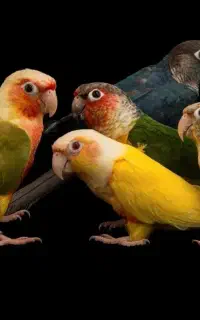 دنیای گیرینچیک سخنگو نرماده رام دستی باضمانت ۳۵سال