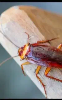 سم پاشی شمرون