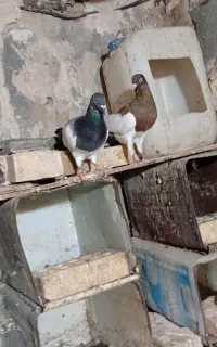 کبوتر یهودی