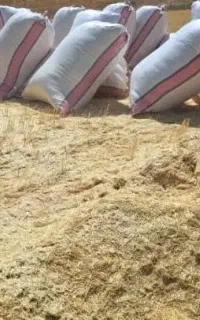 فروش کاه تازه نرم