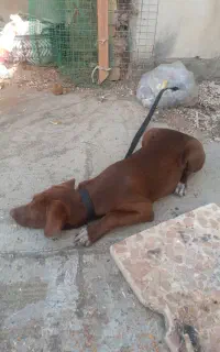 سگ شکاری ماده ۷ماهه