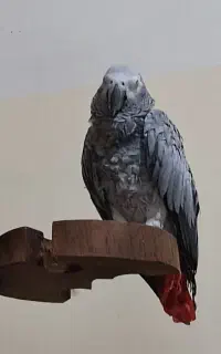 گمشده