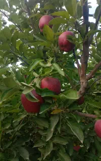هرس کاری