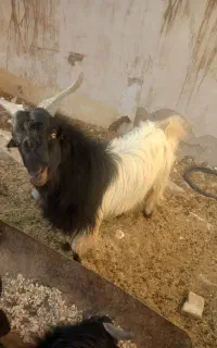 کهره نر