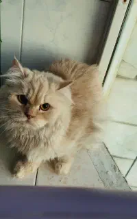 گربه اسکاتیش پرشین ماده توافقی