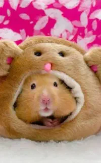 همسترهای یکماهه دوماهه بالغ /اهلی دستی بازیگوش