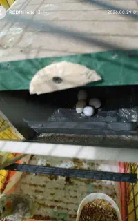 یک جفت عروس هلندی