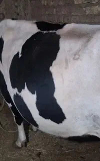 فروش یک راس گاو