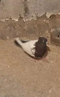 لچکی و کله دم سیاه معاوضه