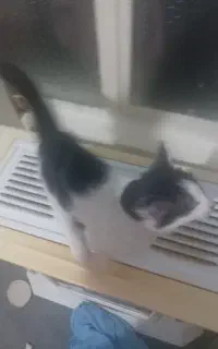 بچه گربه سه ماهه ماده