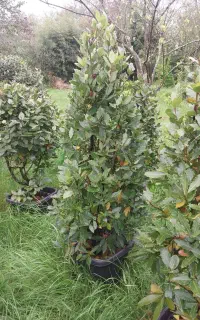 برگ بو.مورت.یاس پیوندی.شمشاد جعبه ۴۰ و۳
