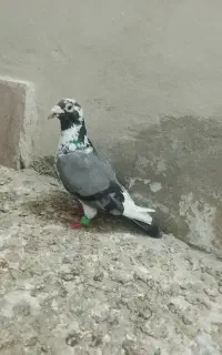 جلک صید