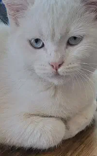 گربه نر وماده