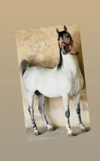 باشگاه سوارکاری