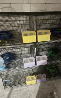 قفس شش خان اردشیر