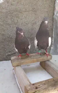 کفتر سینه