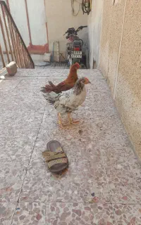 جوجه