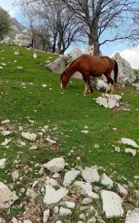 اسب مادیان