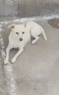 سگ پاکوتاه