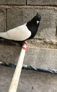 جفت کبوتر سینه ای