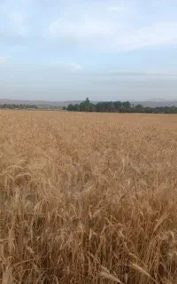 کاه گندم