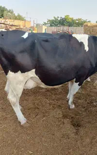 گاو سر سینه درجه یک شناسنامه دار