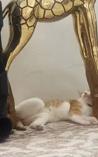 گربه