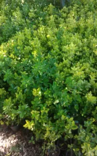 کارگر گلخانه