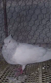 کبوتر گم کردم