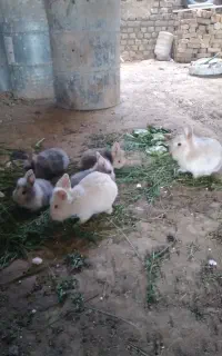 خرگوش خارجی