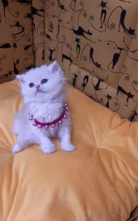 کوچولوهای لوکس و پشمالو