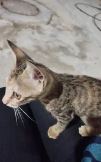 واگذاری گربه