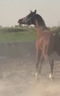 سیلمی عرب