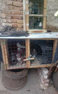 دوتا قفس
