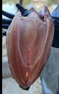 ماهی قزل آلا ویژه
