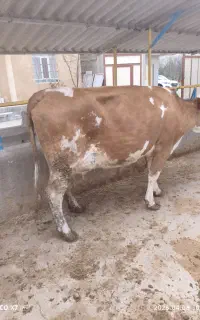 کارگر ساده برای دامداری گوشتی