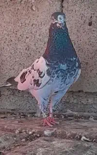 کبوتر