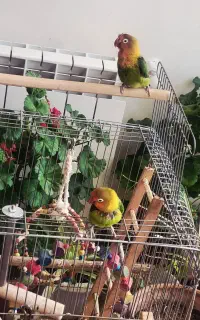 طوطی برزیلی خانگی نقدی معاوضه هم دارم