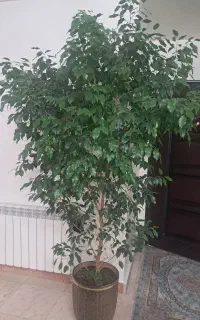درخت طبیعی بنجامین