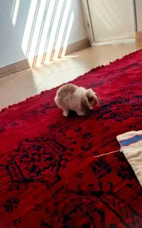 خرگوش لوپ