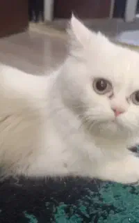 فروشی گربه پرشین چشم نقره ای